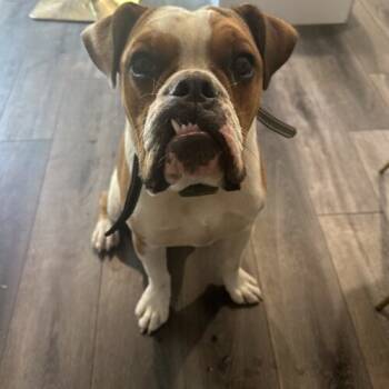 Rescue American Bulldog Dogs for Adoption in Los Angeles, California - Meatball | PetCurious