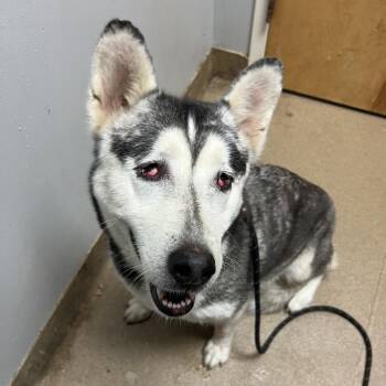 Tuna -  Mixed Breed Dog for Adoption in Chattanooga, Tennessee - Tuna | PetCurious