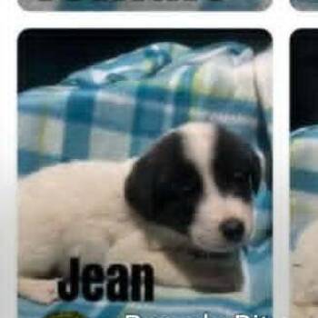 Jean -  Australian Shepherd and Mixed Breed Dog for Adoption - Jean | PetCurious