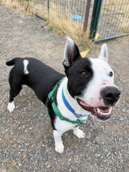 Deno -  Bull Terrier Dog for Adoption in St. Helens, Oregon - Deno | PetCurious