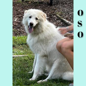 Oso -  Great Pyrenees Dog for Adoption in Fredericksburg, Virginia - Oso | PetCurious