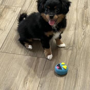 Maltipoo Dogs Available for Adoption in Chickasha, Oklahoma - Moe | PetCurious