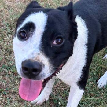 Razzataz -  Border Collie and Mixed Breed Dog for Adoption in Hackett, Arkansas - Razzataz | PetCurious