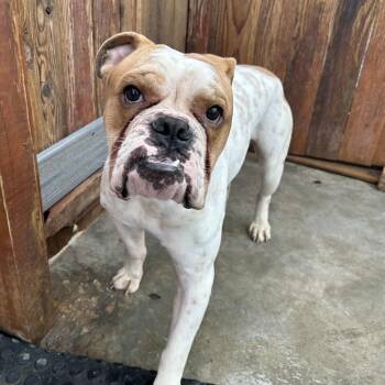 Rescue English Bulldog Dogs for Adoption in Williston, Vermont - Opi | PetCurious