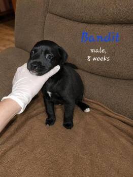 Bandit -  Labrador Retriever Dog for Adoption in Carmel Hamlet, New York - Bandit | PetCurious