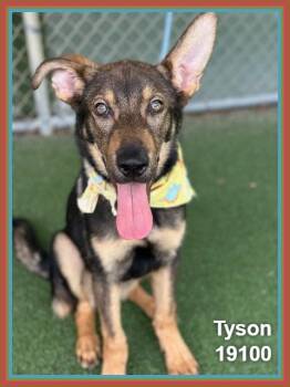 German Shepherd Dog Dogs Available for Adoption in Marietta, Georgia - TYSON | PetCurious