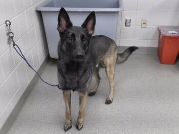 JAGER -  German Shepherd Dog and Mixed Breed Dog for Adoption in Omaha, Nebraska - JAGER | PetCurious