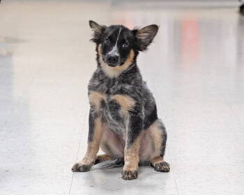 Rescue Australian Shepherd and Cattle Dog Dogs for Adoption in Utica, Michigan - Fin | PetCurious