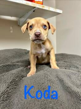 Husky Dogs Available for Adoption in West Union, Ohio - Koda | PetCurious