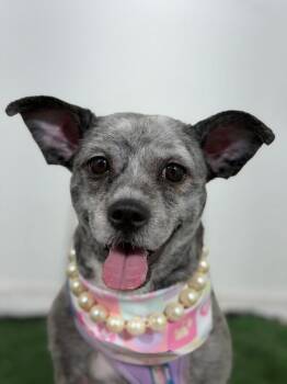 Silverbelle-One of our Amazing Rescue Dogs -  Schnauzer and Border Terrier Dog for Adoption in Carlsbad, California - Silverbelle-One Of Our Amazing Rescue Dogs | PetCurious