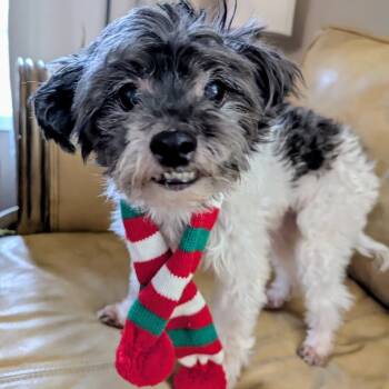 Rescue Yorkshire Terrier Dogs for Adoption in Helena, Alabama - Joe | PetCurious