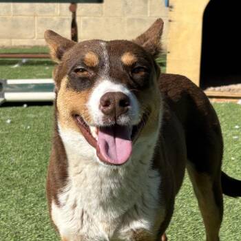 Mixed Breed Dogs Available for Adoption in Flagstaff, Arizona - Amy- In Foster! | PetCurious