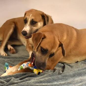 Rescue Rhodesian Ridgeback Dogs for Adoption in Wharton, Texas - Harlow & Harper | PetCurious