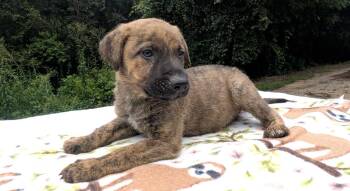 EMBER -  German Shepherd Dog Dog for Adoption in Fosters, Alabama - EMBER | PetCurious
