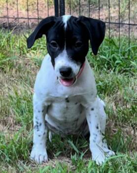 Poppy -  Cattle Dog and Pointer Dog for Adoption in Monticello, Minnesota - Poppy | PetCurious