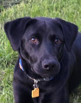 Labrador Retriever Dogs Available for Adoption - Kole | PetCurious