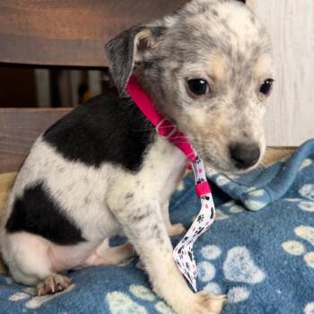 Kiwi -  Rat Terrier and Chihuahua Dog for Adoption in Aledo, Texas - Kiwi | PetCurious