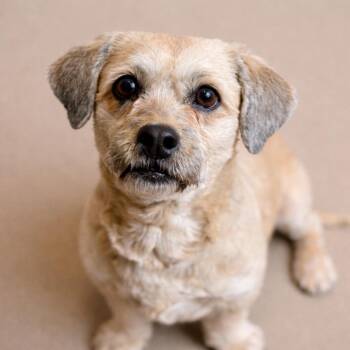 Shih Tzu and Dachshund Dogs Available for Adoption - Matcha: A Little Fighter With A Big Heart | PetCurious