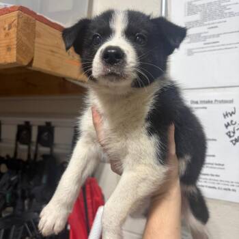 Perrier -  Mixed Breed Dog for Adoption in Milton, Florida - Perrier | PetCurious