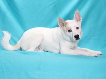 Australian Cattle Dog Blue Heeler and Basenji Dogs Available for Adoption in Burbank, California - MIKEY | PetCurious