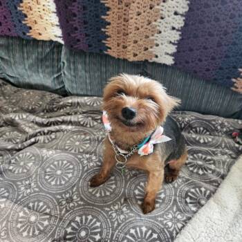 Rescue Yorkshire Terrier Dogs for Adoption in Bismarck, North Dakota - Nieko | PetCurious