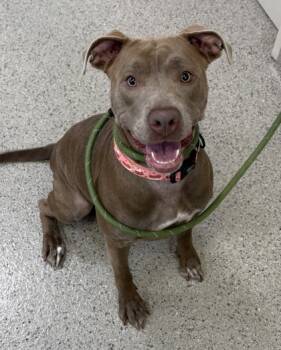 Rescue Pit Bull Terrier and Mixed Breed Dogs for Adoption in Fishers, Indiana - Jamie Lynn | PetCurious