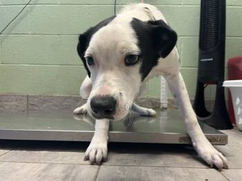 SCOTTY -  Australian Shepherd and Boxer Dog for Adoption in Grand Prairie, Texas - SCOTTY | PetCurious