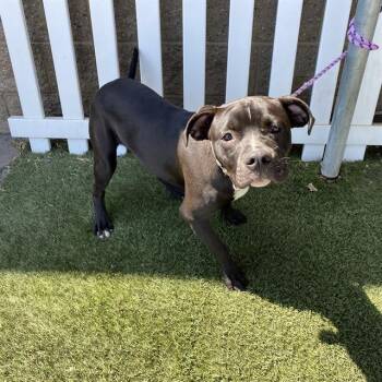 Rescue Pit Bull Terrier and Mixed Breed Dogs for Adoption in Modesto, California - DAISY | PetCurious