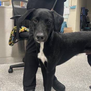 Moro AKA Oso 6982 -  Poodle and Mixed Breed Dog for Adoption in Loxahatchee Groves, Florida - Moro AKA Oso 6982 | PetCurious