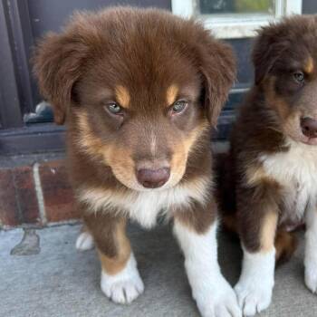 Rascal -  Australian Shepherd and Border Collie Dog for Adoption in Overland Park, Kansas - Rascal | PetCurious