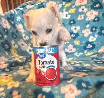 Chihuahua Dogs Available for Adoption - Enzo - A Lucy Pup | PetCurious