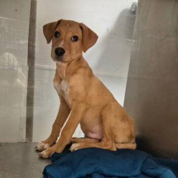 Thing -  Labrador Retriever and Mixed Breed Dog for Adoption in Morton Grove, Illinois - Thing | PetCurious