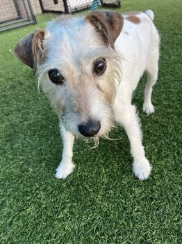 Parson Russell Terrier Dogs Available for Adoption in Bowdoin, Maine - Chops | PetCurious