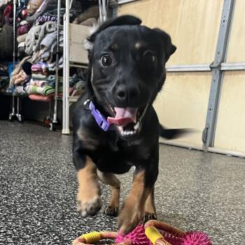 Chiweenie and Dachshund Dogs Available for Adoption in Mckenzie, Tennessee - Crumbl Cookie | PetCurious