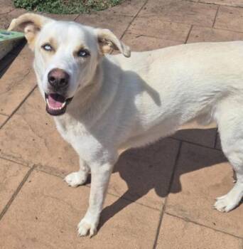 Kodiak -  Labrador Retriever and Husky Dog for Adoption in Shreveport, Louisiana - Kodiak | PetCurious
