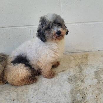 Baloo 5398 -  Cavalier King Charles Spaniel and Poodle Dog Available for Adoption in Loxahatchee Groves, Florida - Baloo 5398 | PetCurious