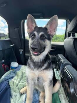 Luna -  German Shepherd Dog and Husky Dog for Adoption in Lancaster, South Carolina - Luna | PetCurious