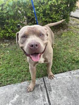 Rescue American Bulldog and Pit Bull Terrier Dogs for Adoption in Doral, Florida - MOBY | PetCurious