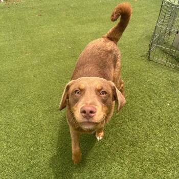 Mixed Breed Dogs Available for Adoption in Loxahatchee Groves, Florida - ZANE 0893 | PetCurious
