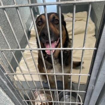 Rocket -  German Shepherd Dog and Mixed Breed Dog for Adoption in Long Beach, California - Rocket | PetCurious