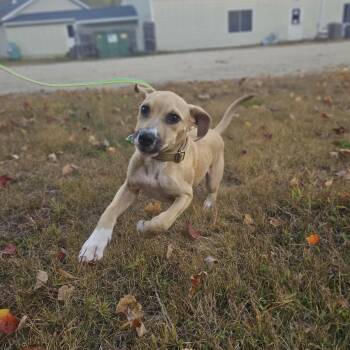 Camo-Available Soon! -  Boxer Dog for Adoption in Conway, New Hampshire - Camo-Available Soon! | PetCurious