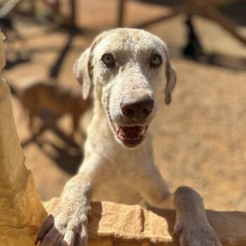 Rescue Labrador Retriever Dogs for Adoption in Columbia, South Carolina - Sir Wigglebutt | PetCurious