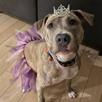 Pit Bull Terrier Dogs Available for Adoption in Chicago, Illinois - Holly | PetCurious