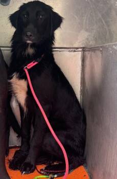 Rescue Black Labrador Retriever and Border Collie Dogs for Adoption in Disputanta, Virginia - G- Eazy | PetCurious