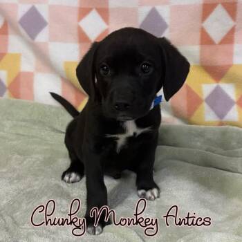 Chunky Monkey Antics -  Mixed Breed Dog for Adoption in Hillsboro, Ohio - Chunky Monkey Antics | PetCurious