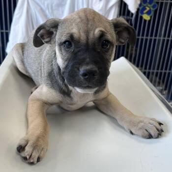 108644 -  Mixed Breed Dog for Adoption in Las Cruces, New Mexico - 108644 | PetCurious
