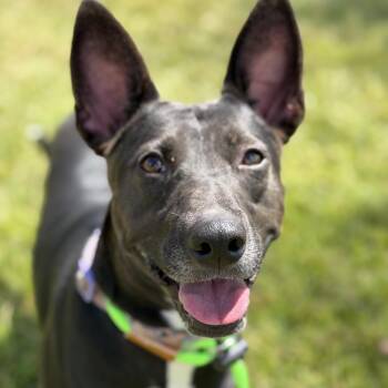Kylie -  Shepherd Dog for Adoption in Pearland, Texas - Kylie | PetCurious