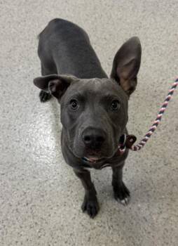 Everest -  Pit Bull Terrier and Mixed Breed Dog for Adoption in Fishers, Indiana - Everest | PetCurious