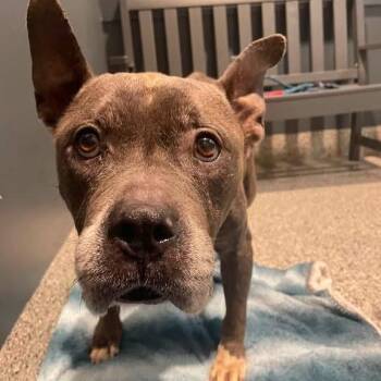 Audrey -  American Bulldog Dog for Adoption in Northville, Michigan - Audrey | PetCurious