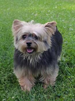 Parker -  Yorkshire Terrier Dog for Adoption - Parker | PetCurious